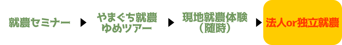 就農セミナー→やまぐち就農ゆめツアー→現地就農体験（随時）→法人or独立就農